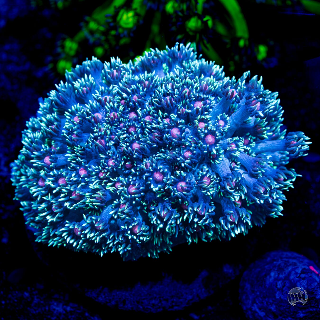 Purple Parrot Goniopora #2 - Daylight Photo