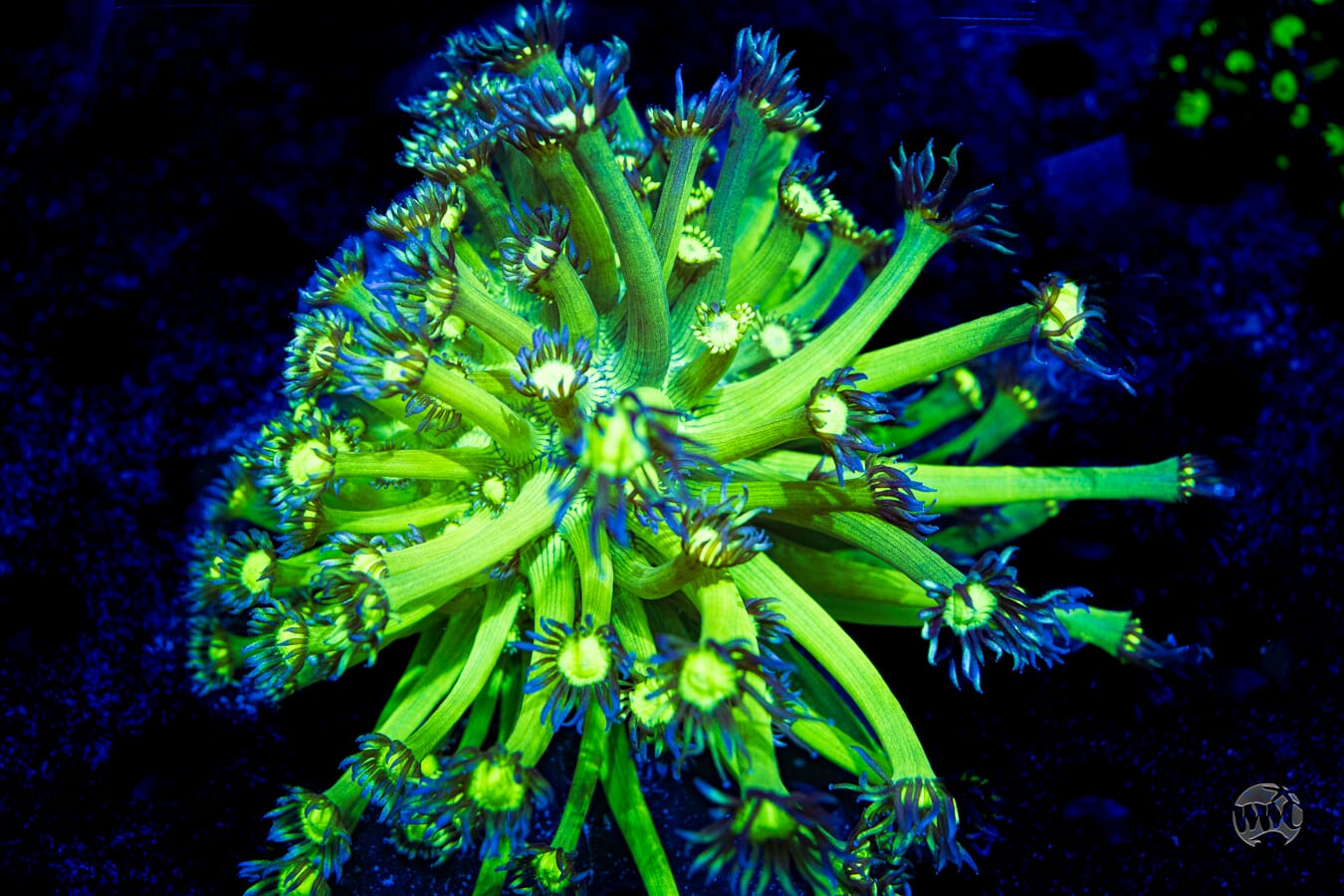 Neon Goniopora #6 - Daylight Photo