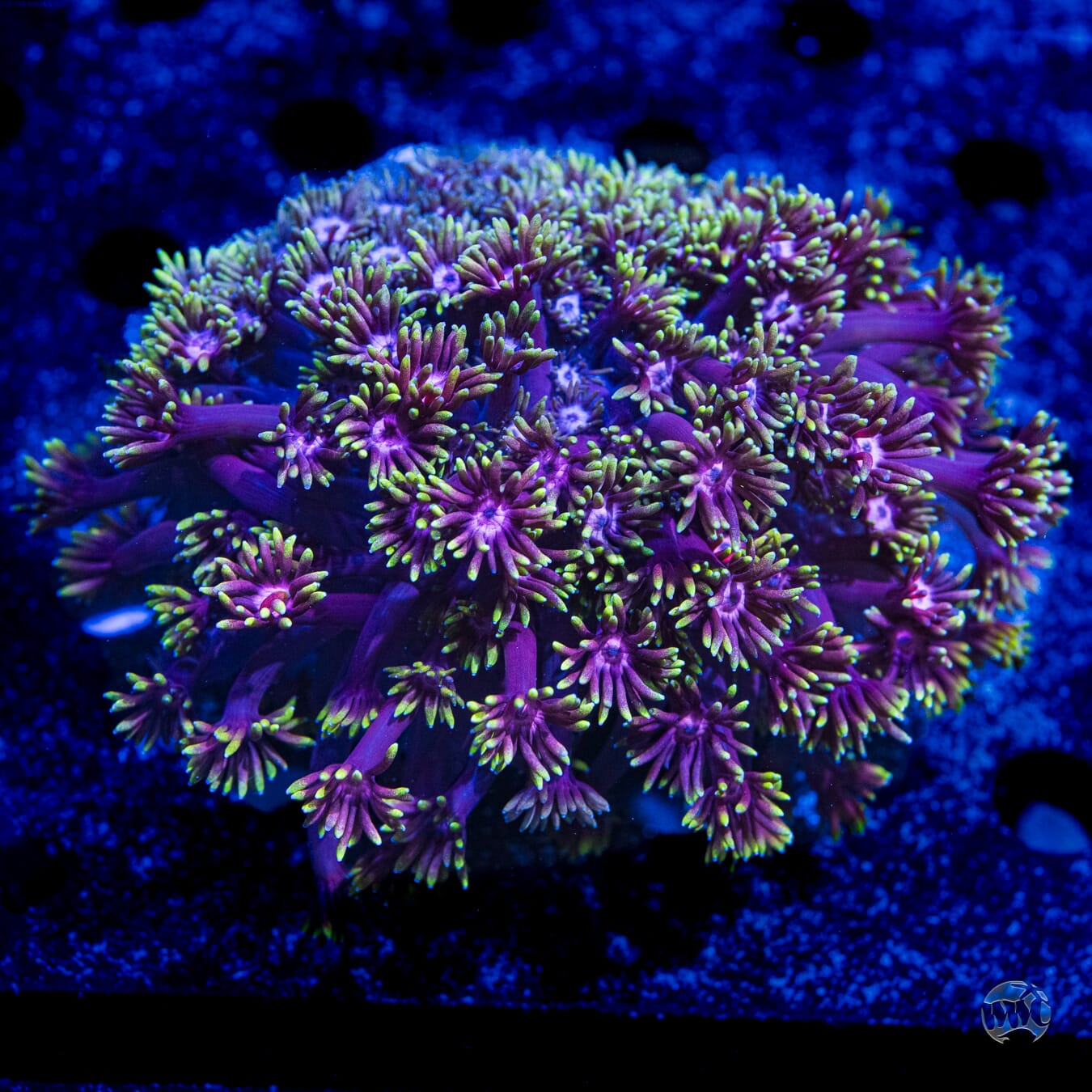 LG Cosmos Goniopora #2 - Daylight Photo