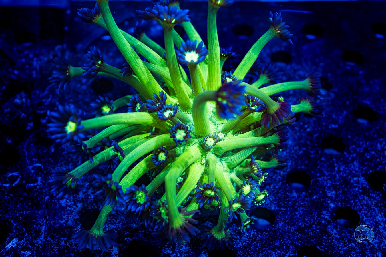 Neon Goniopora #7 - Daylight Photo