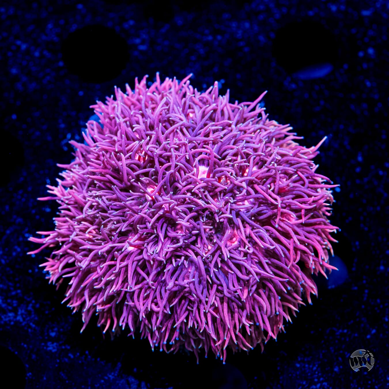 Pastel Goniopora #3 - Daylight Photo