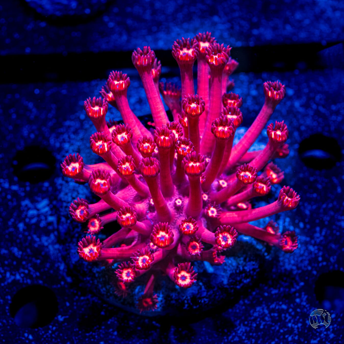 LG Ragin Rojo Goniopora #2 - Daylight Photo