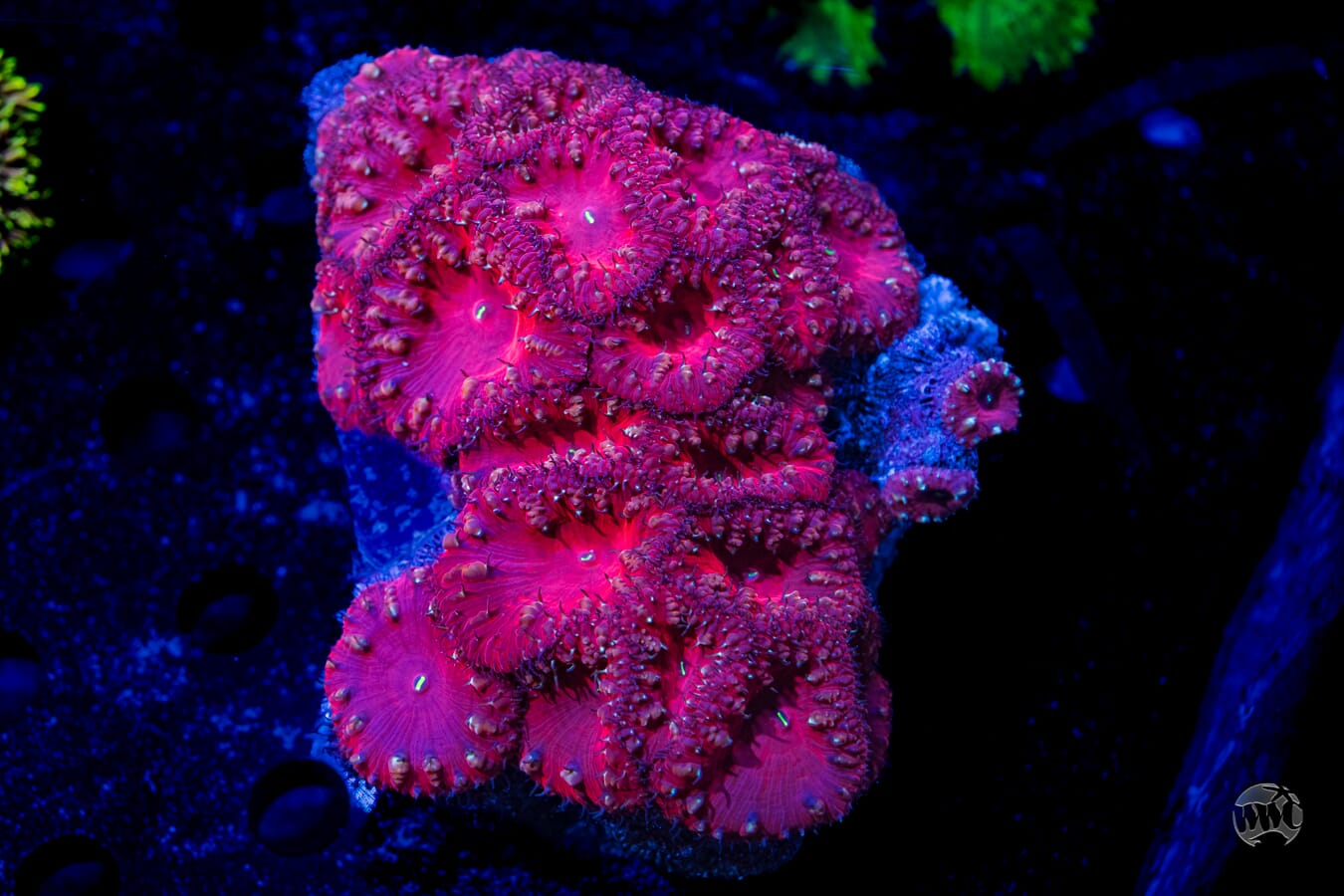 Heartseeker Blastomussa - Daylight Photo