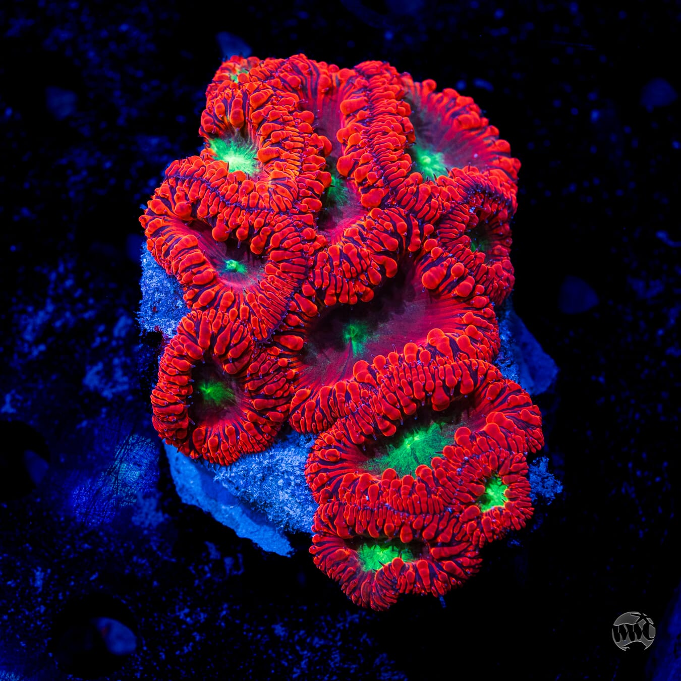 Ultra Multicolor Blastomussa #8 - Daylight Photo