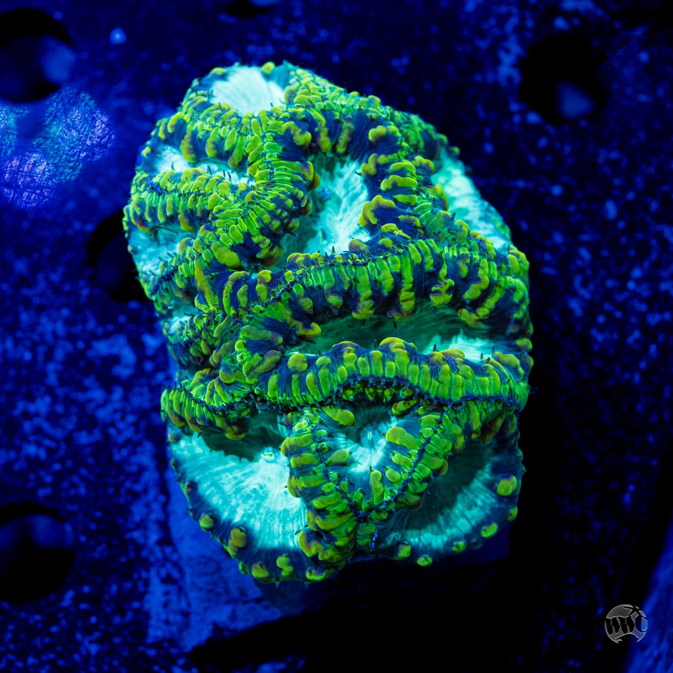 Ultra Multicolor Blastomussa #9 - Daylight Photo