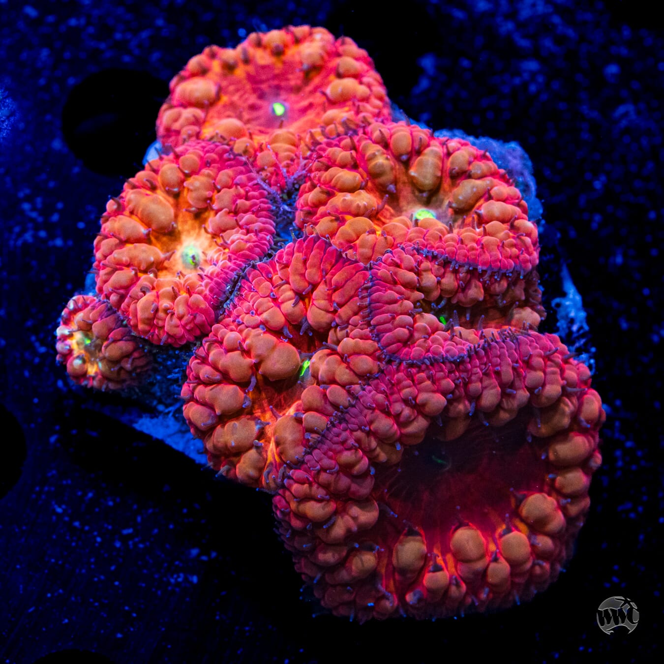 Ultra Multicolor Blastomussa #10 - Daylight Photo