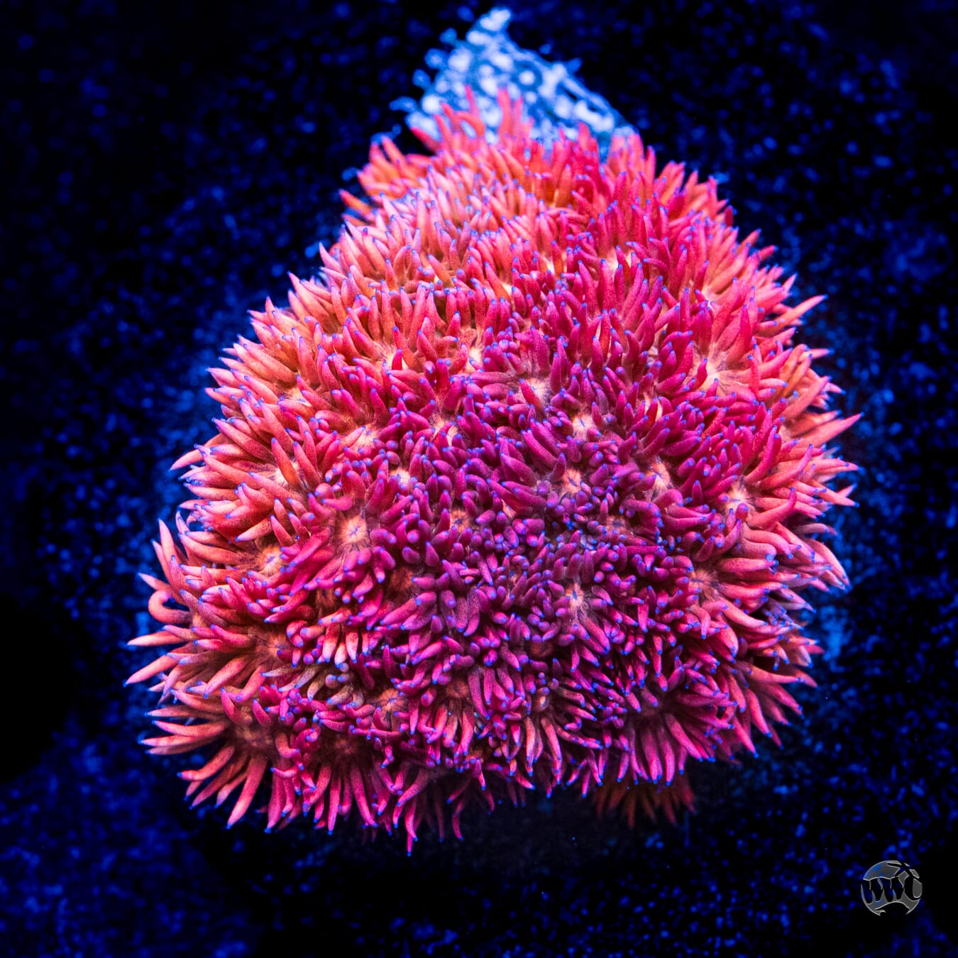Pastel Goniopora #4 - Daylight Photo