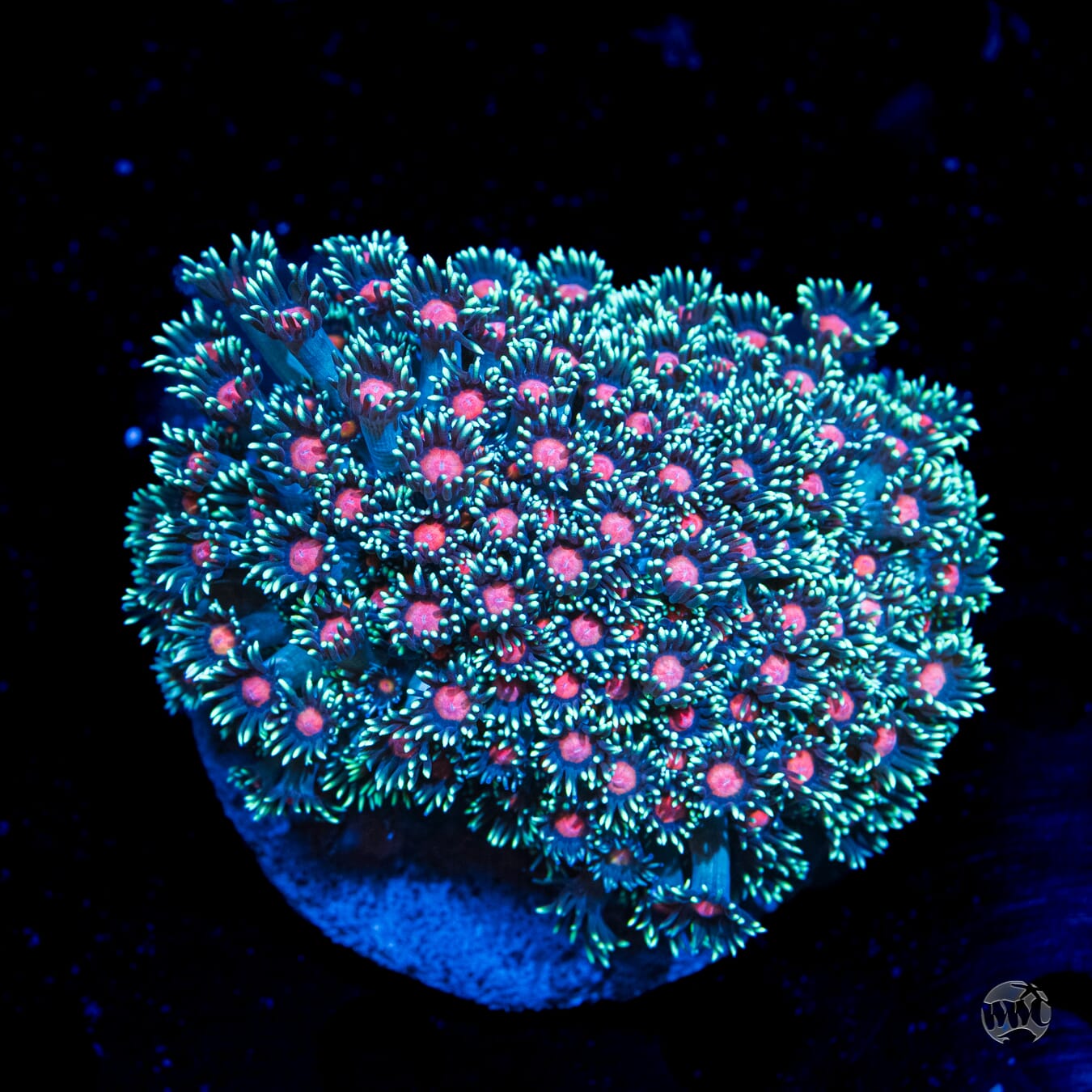 Purple Parrot Goniopora #3 - Daylight Photo