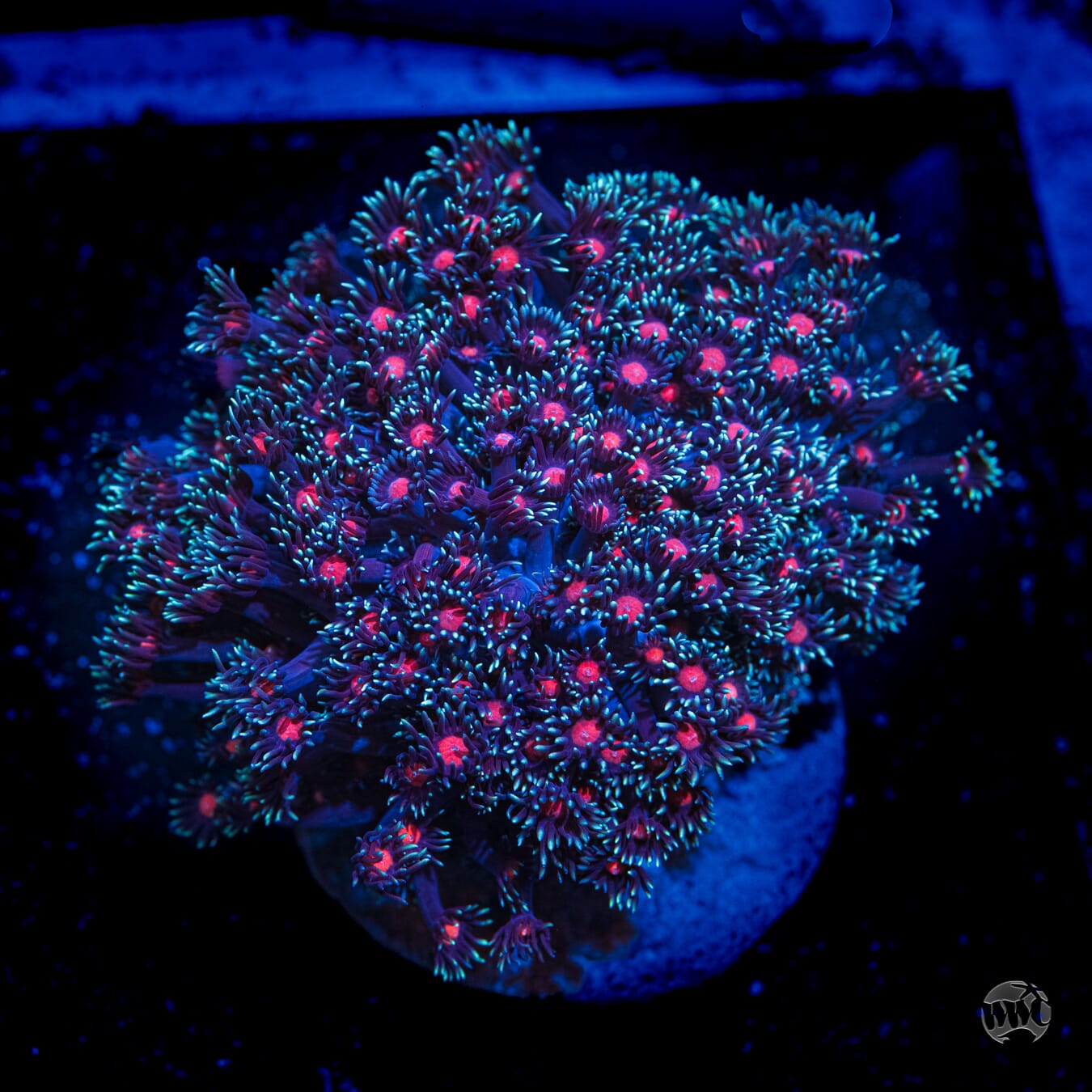 Purple Parrot Goniopora #4 - Daylight Photo