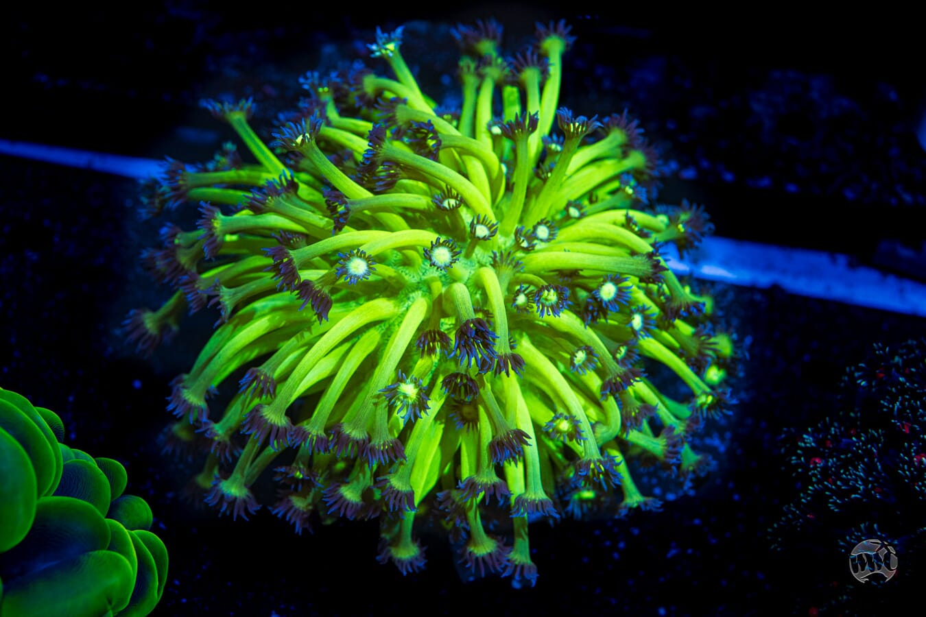Neon Goniopora #8 - Daylight Photo