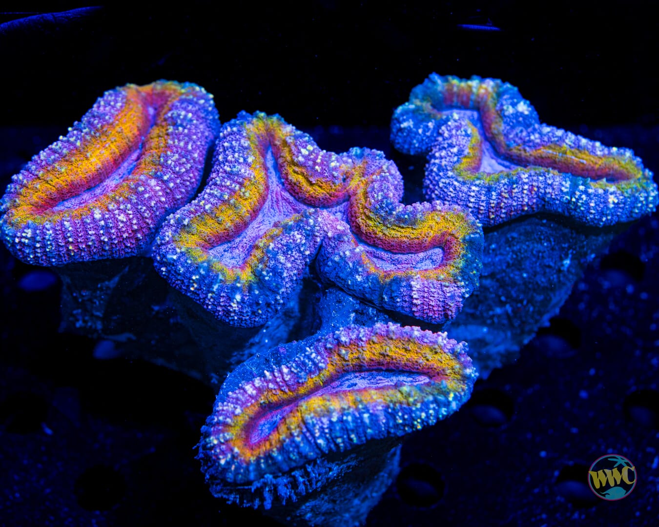 Pastel Paradise Lobophyllia - Daylight Photo