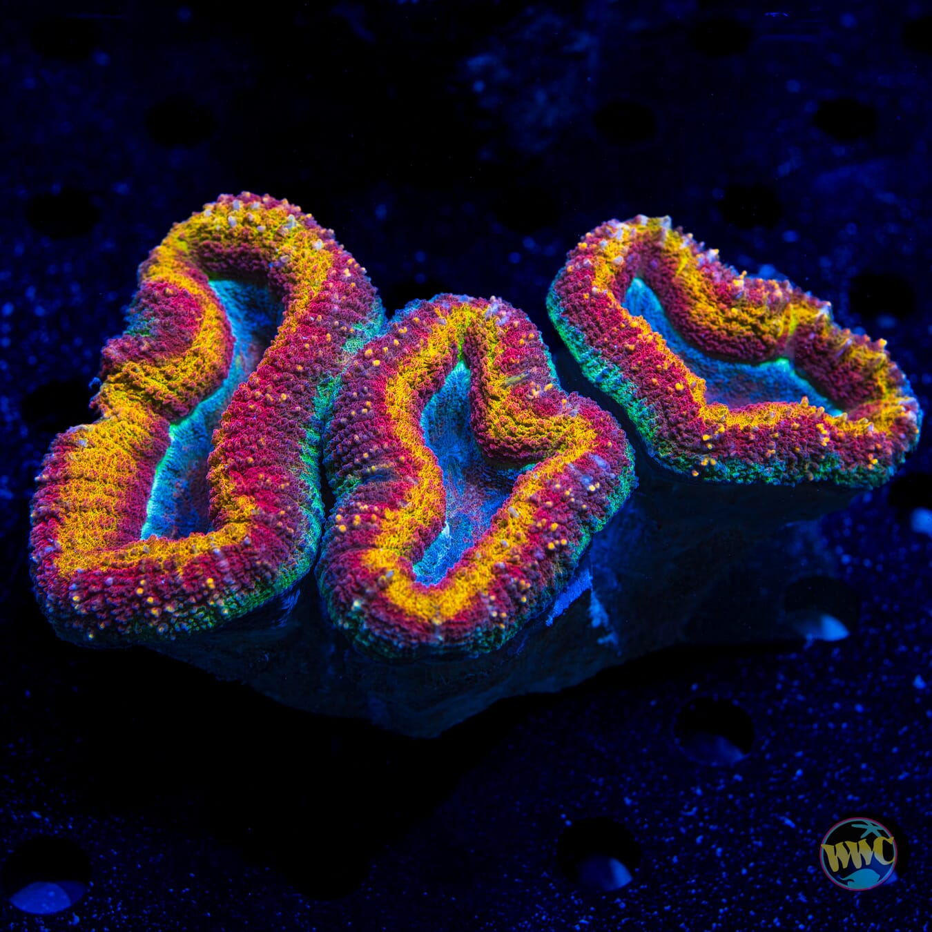 Molten Fury Lobophyllia - Daylight Photo