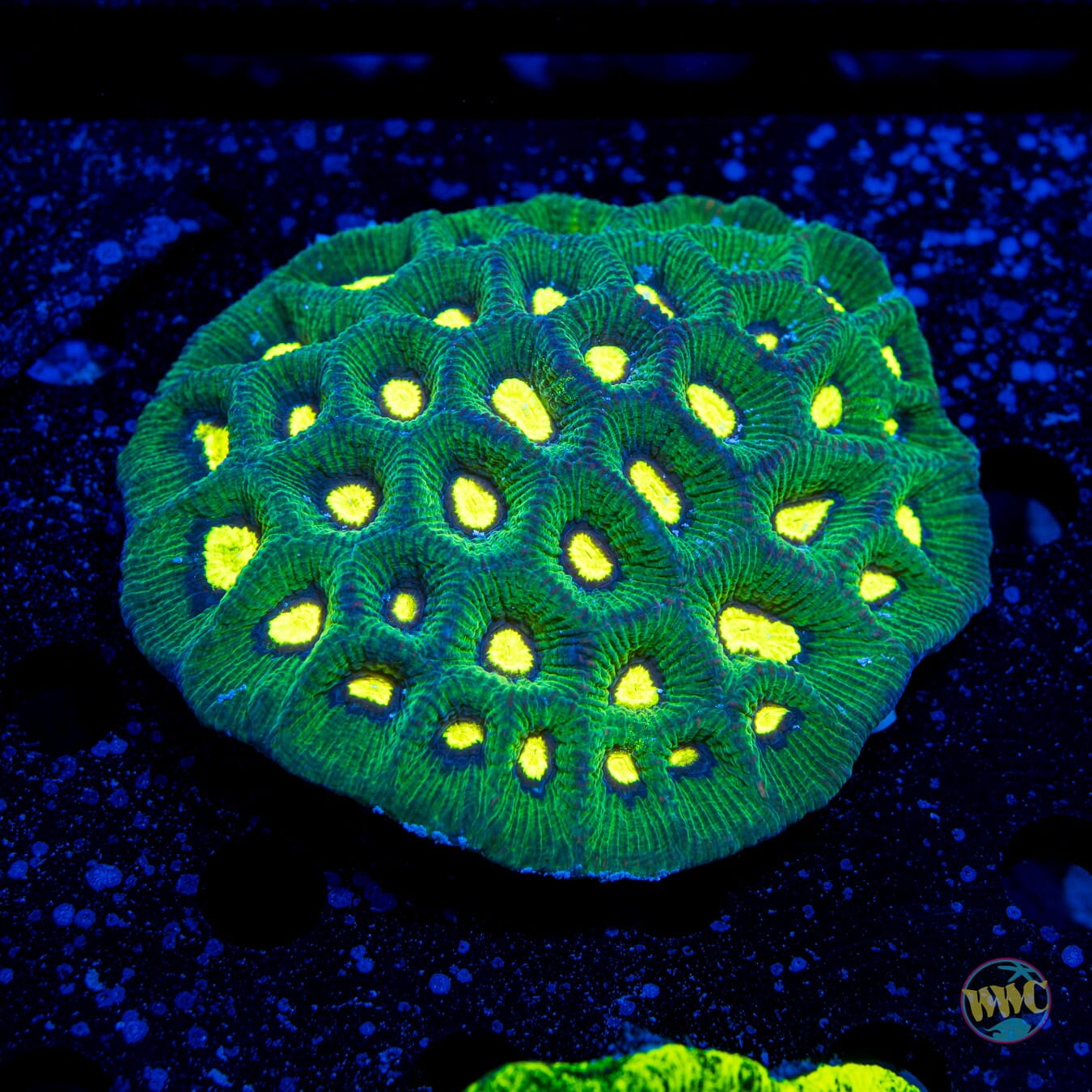 Alien Eye Goniastrea - Daylight Photo