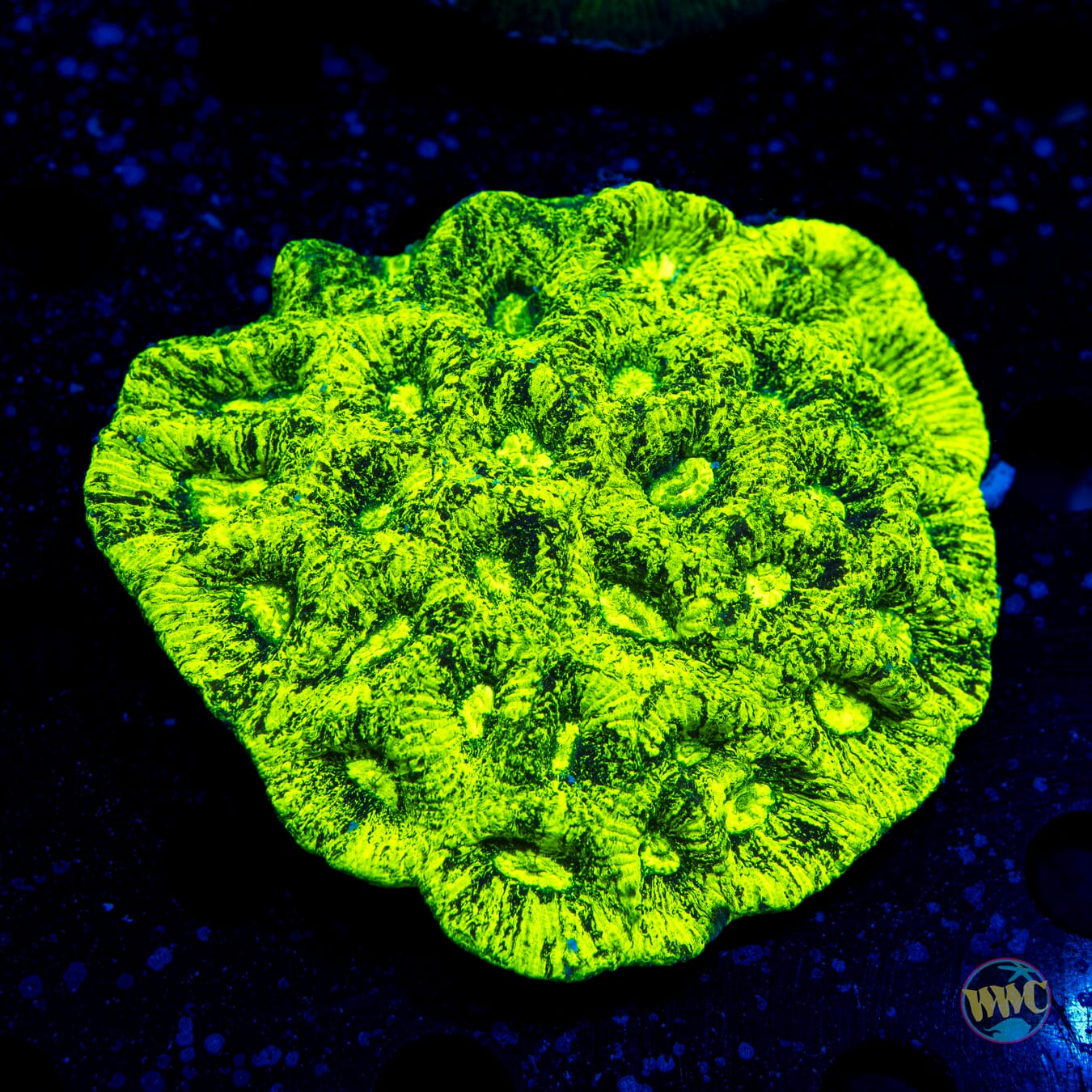 Alien Eye Goniastrea - Daylight Photo