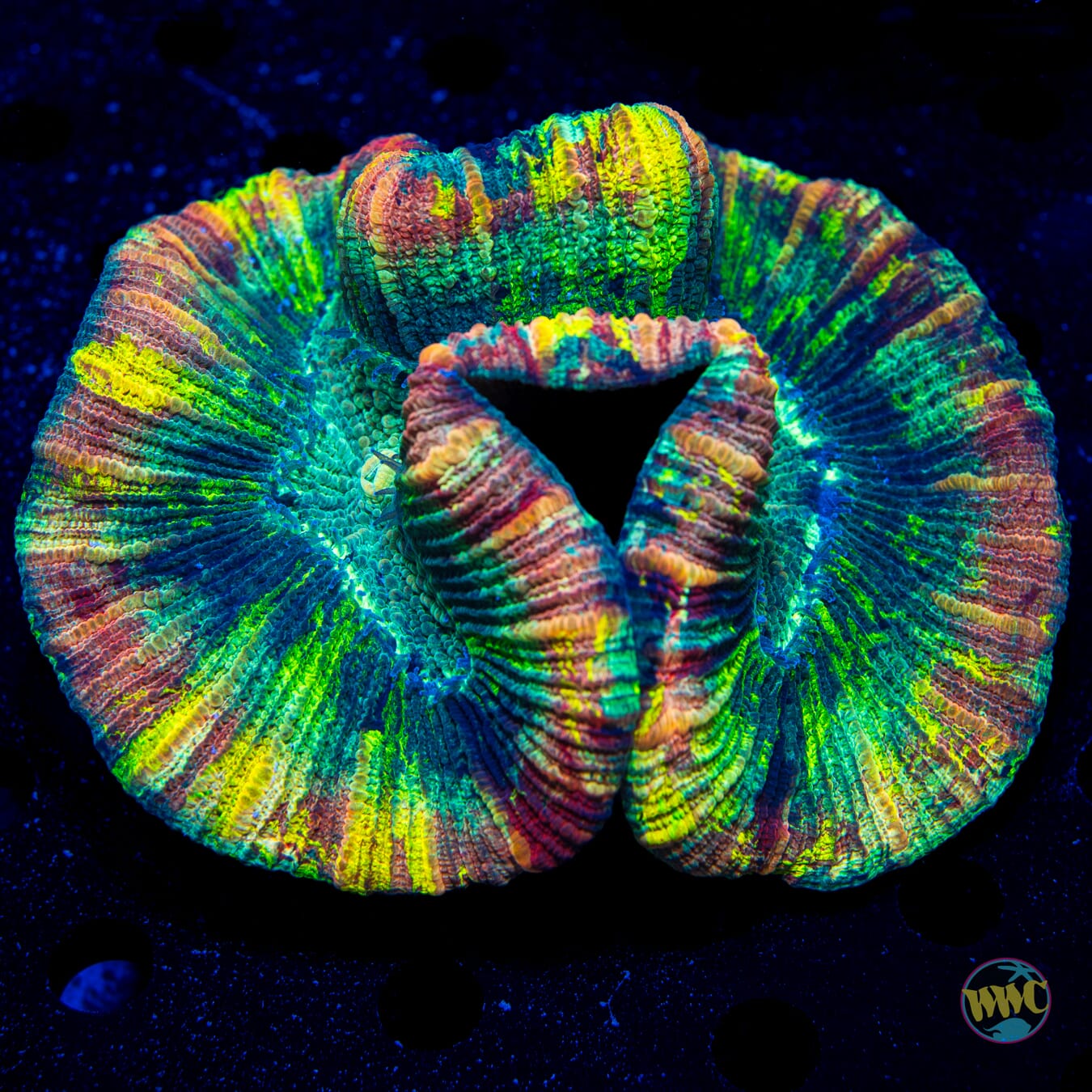 Paintball Splatter Trachyphyllia - Daylight Photo