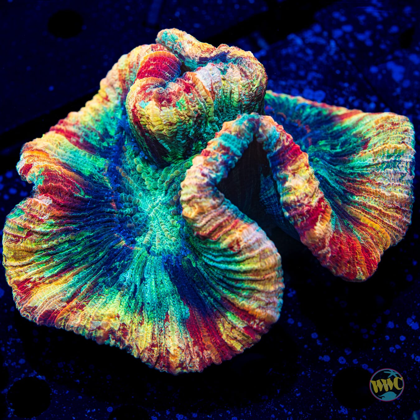 Enchanting Trachyphyllia - Daylight Photo