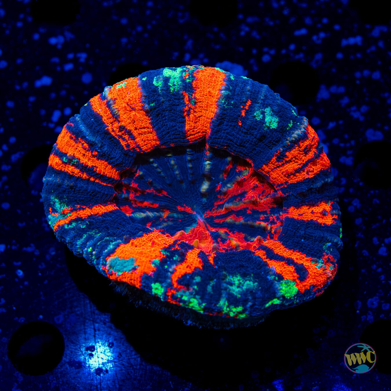 Bloody Warpaint Scolymia - Daylight Photo