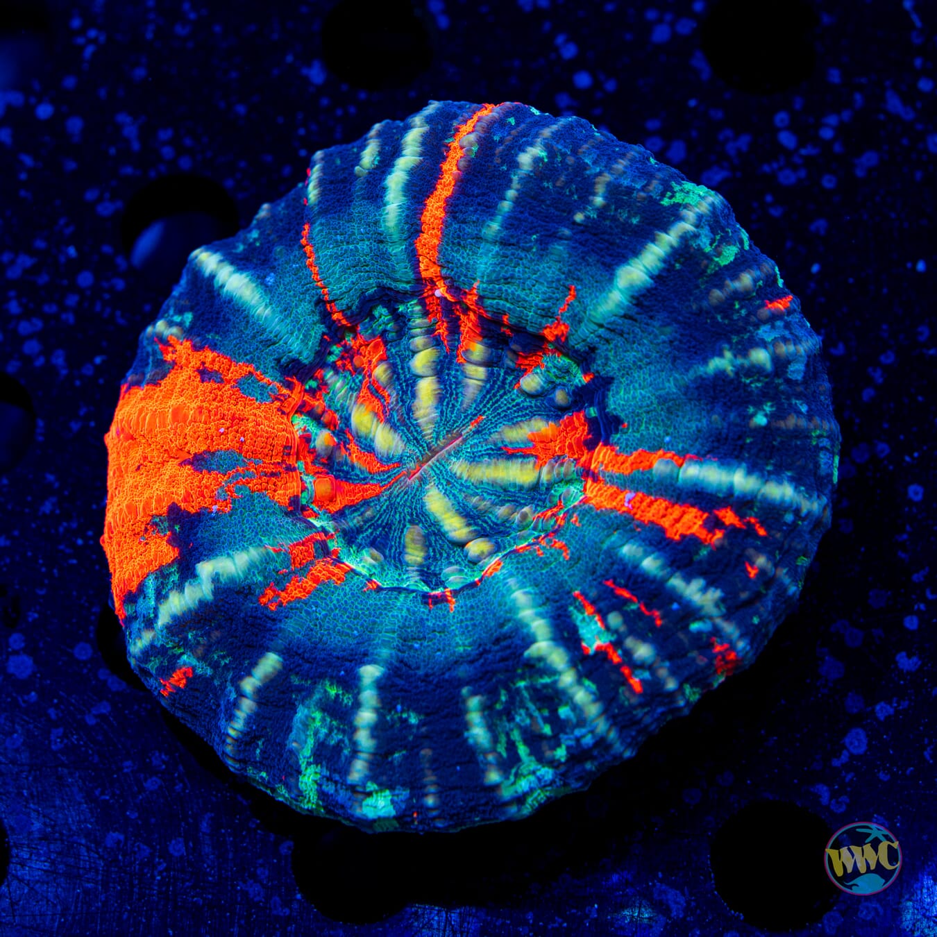 Icy Warpaint Scolymia - Daylight Photo