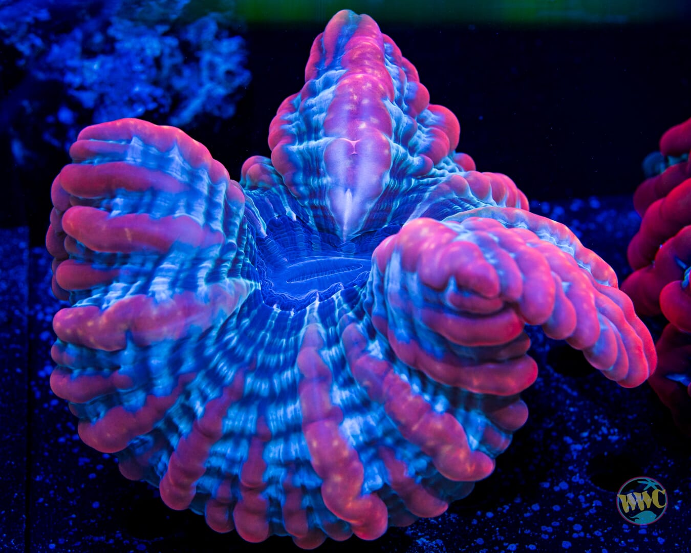 Berry Ice Indophyllia - Daylight Photo