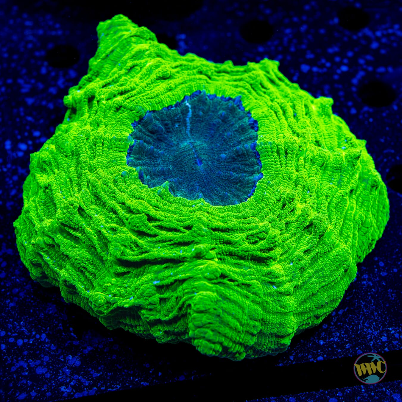 Kryptonite Acanthophyllia - Daylight Photo