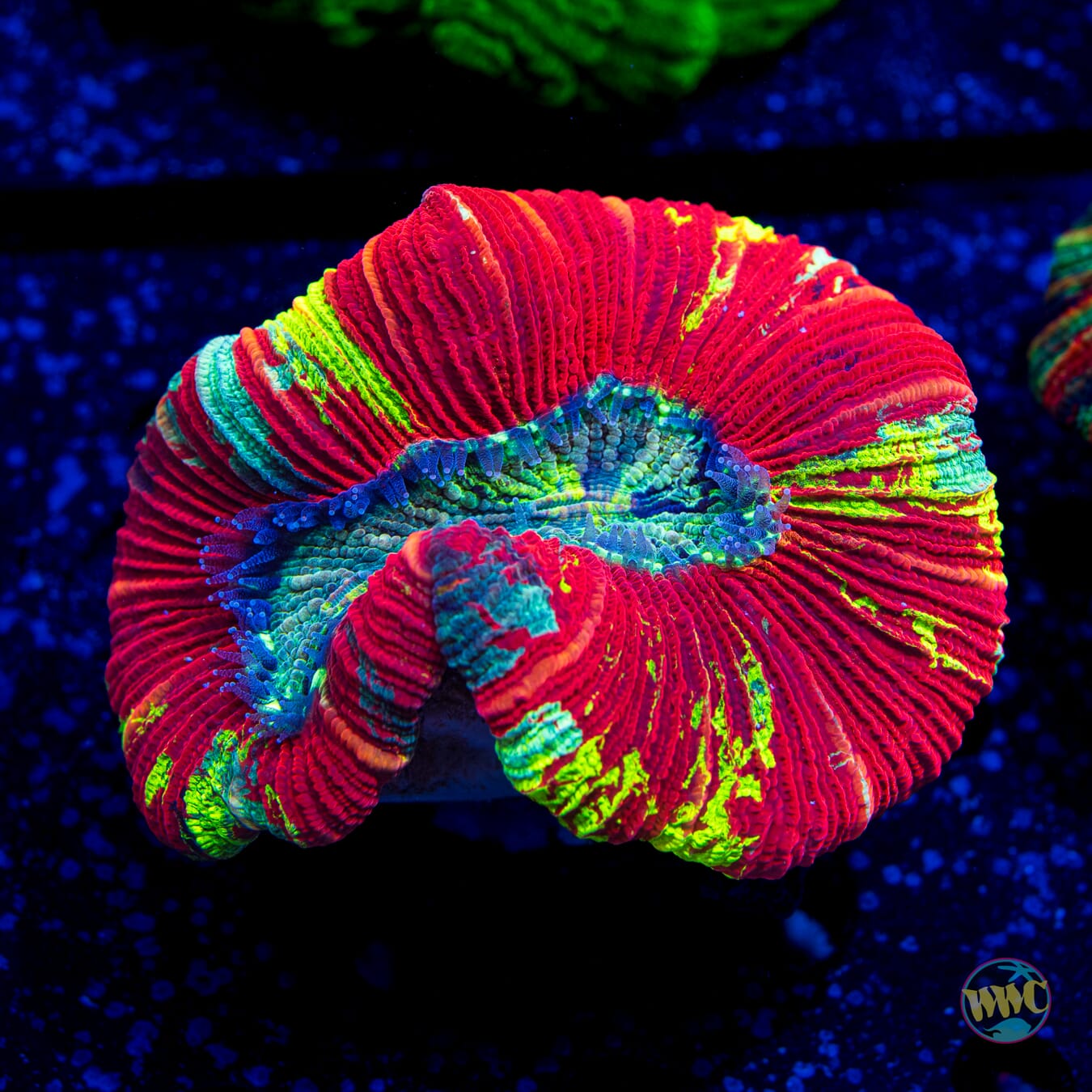 Lemon Berry Trachyphyllia - Daylight Photo