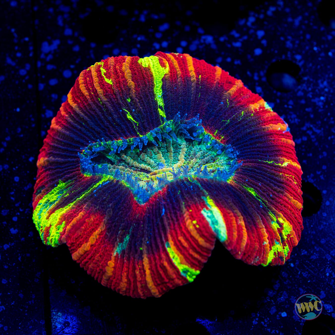 Mysterious Trachyphyllia - Daylight Photo