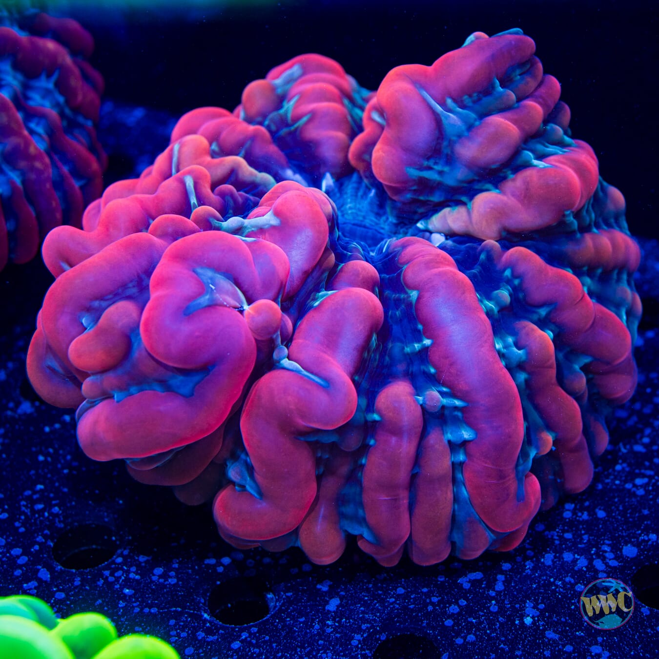 Mysterious Trachyphyllia - Daylight Photo