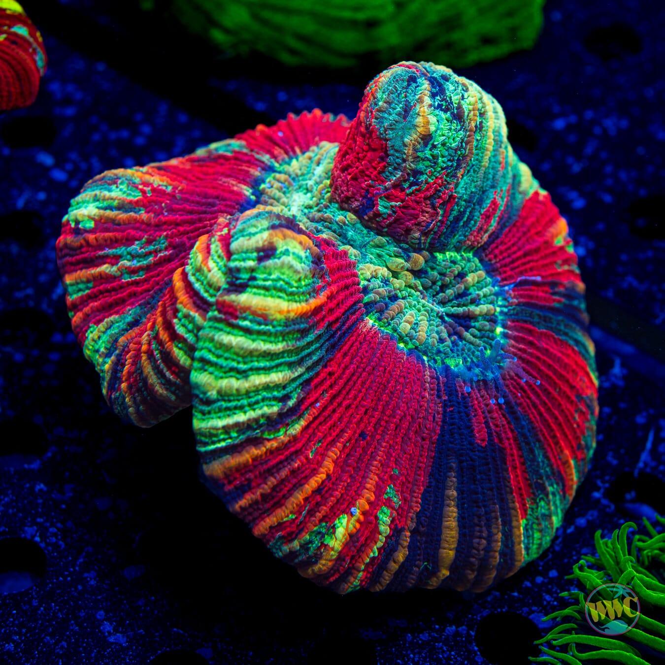 Teal Explosion Trachyphyllia - Daylight Photo