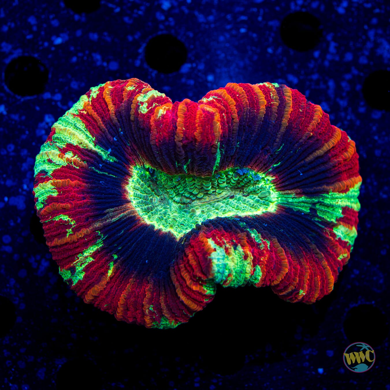 Dark Void Trachyphyllia - Daylight Photo