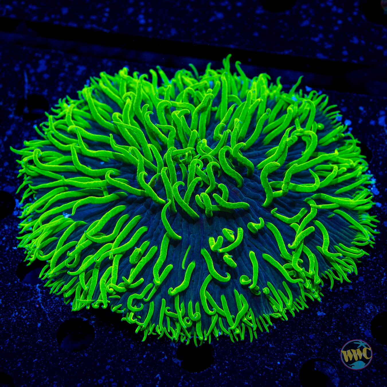 Neon Tentacle Plate Coral #1 - Daylight Photo