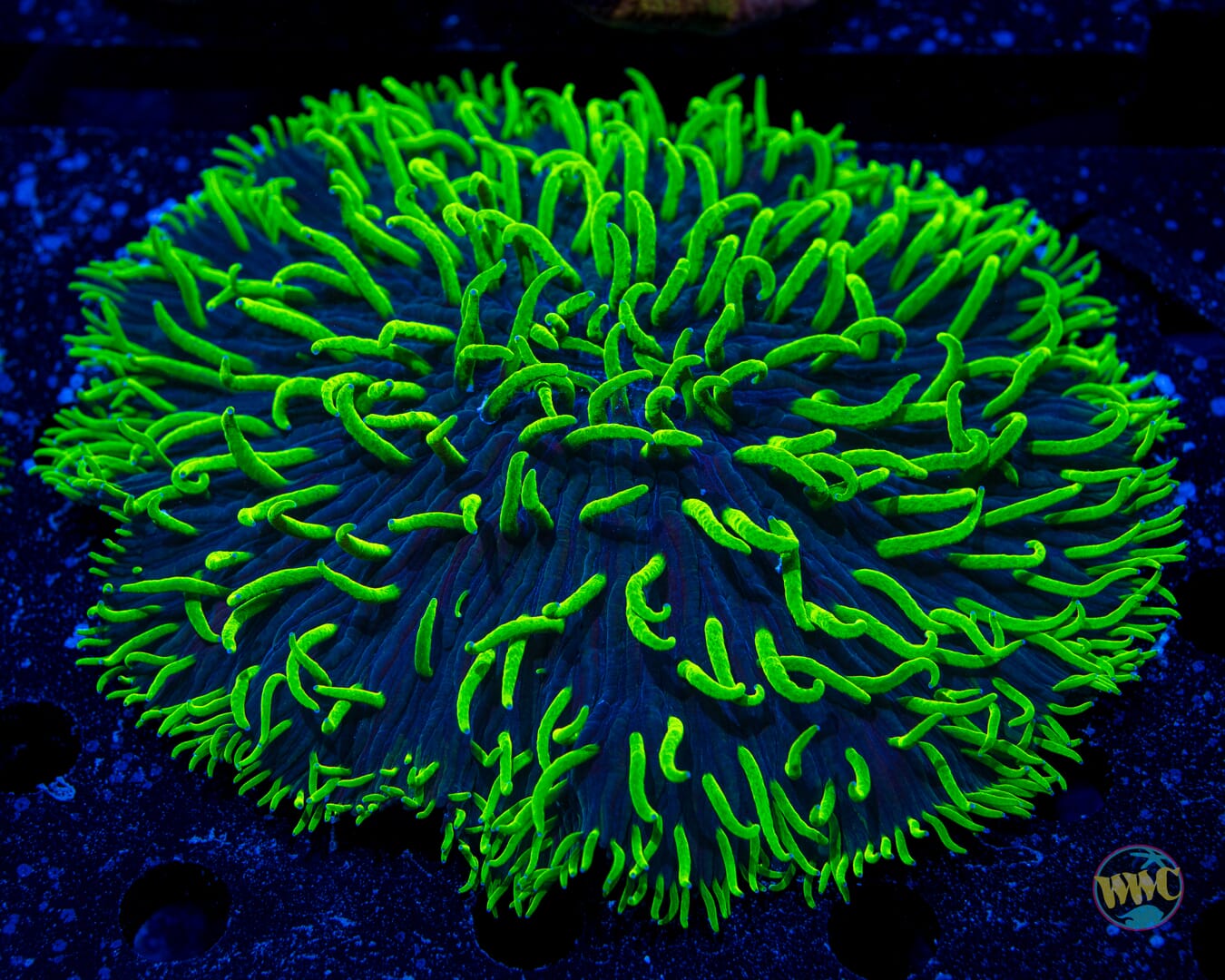 Neon Tentacle Plate Coral #2 - Daylight Photo