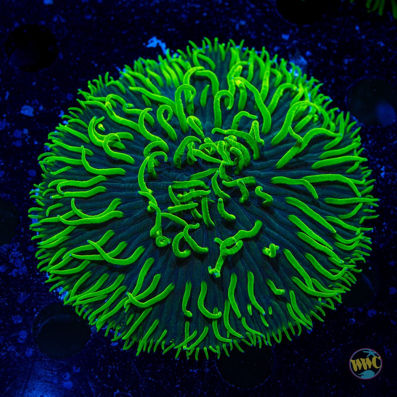 Neon Tentacle Plate Coral #3 - Daylight Photo