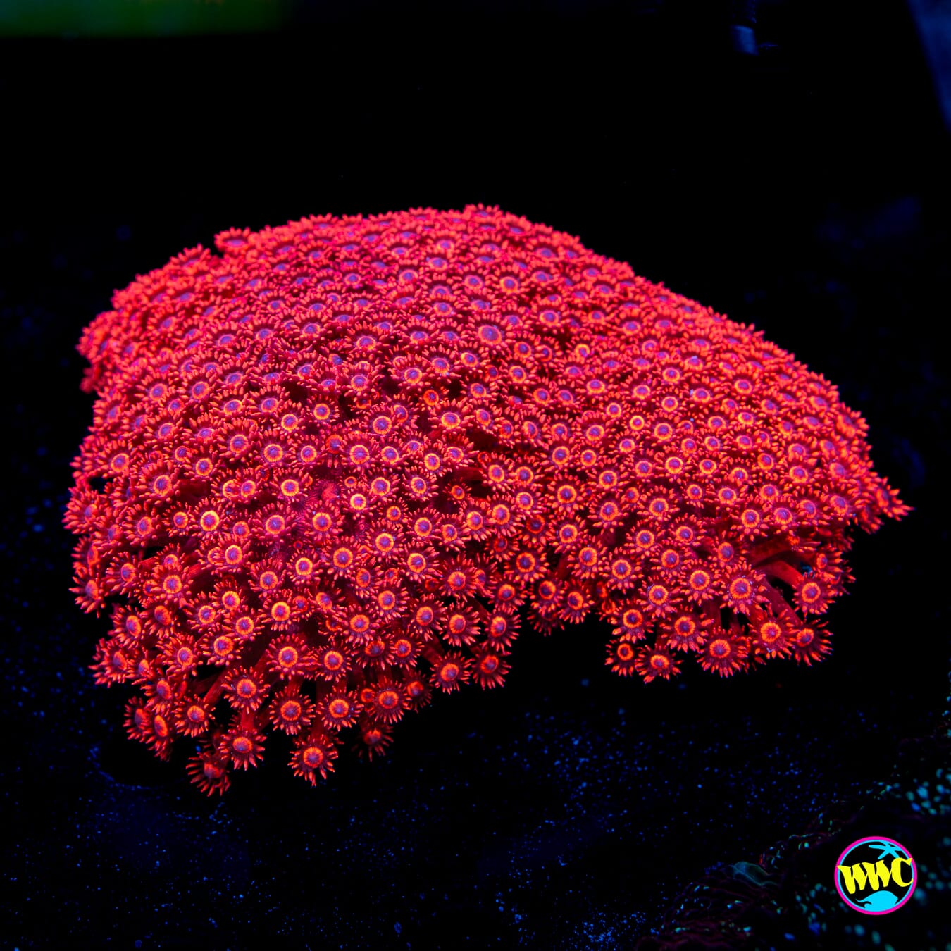 Ragin Rojo Goniopora - Daylight Photo