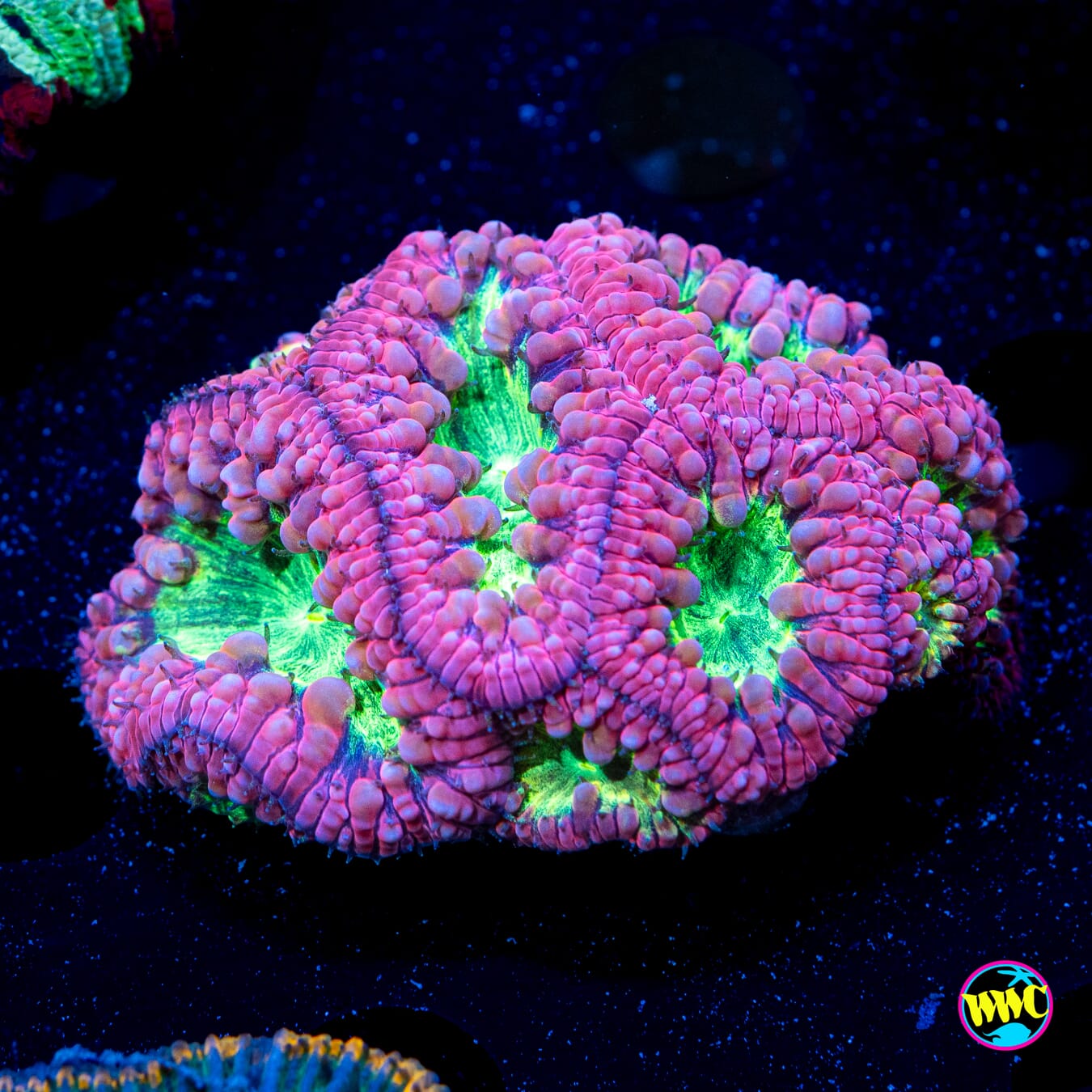 Barney Blastomussa - Daylight Photo