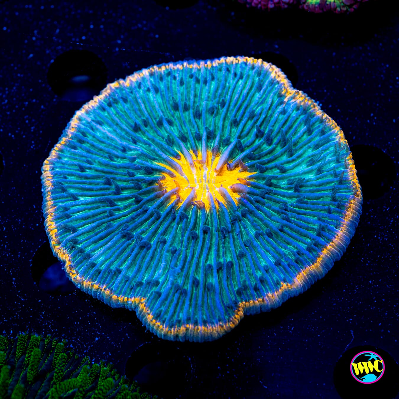 Orange RIm Plate Coral #1 - Daylight Photo