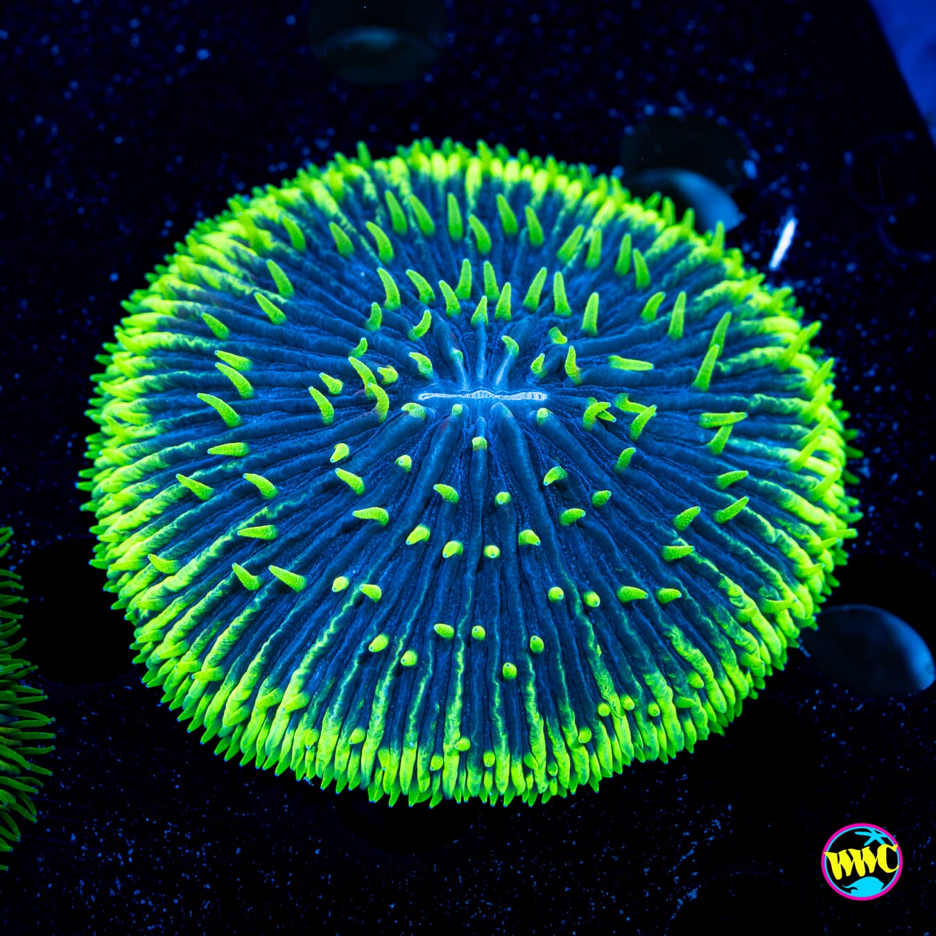 Neon Rim Plate Coral #2 - Daylight Photo