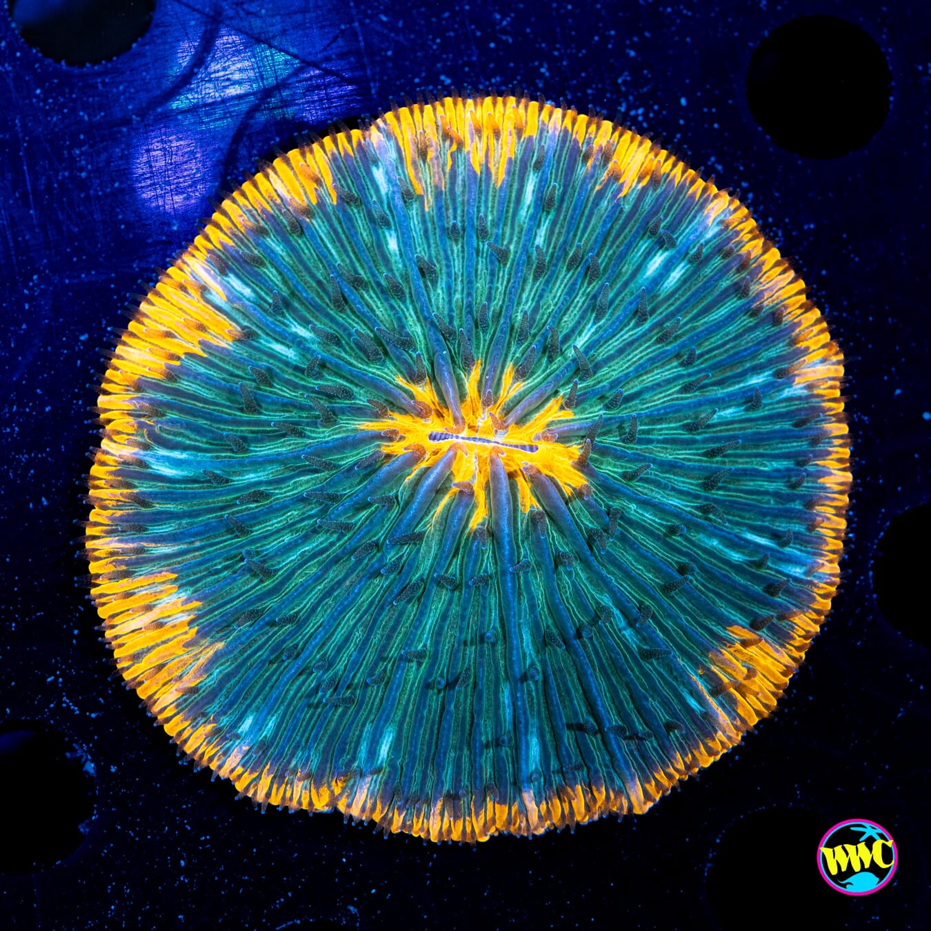 WWC Aquacultured Corals