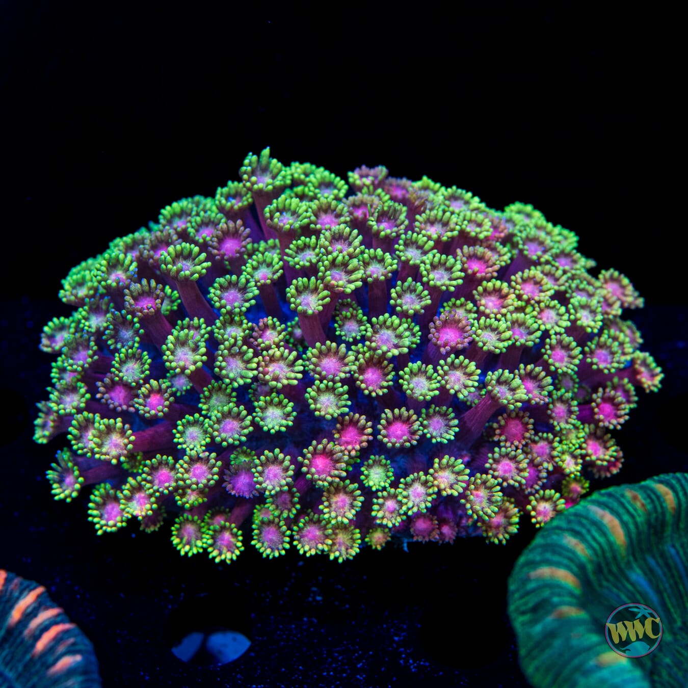 Cosmos Goniopora - Daylight Photo