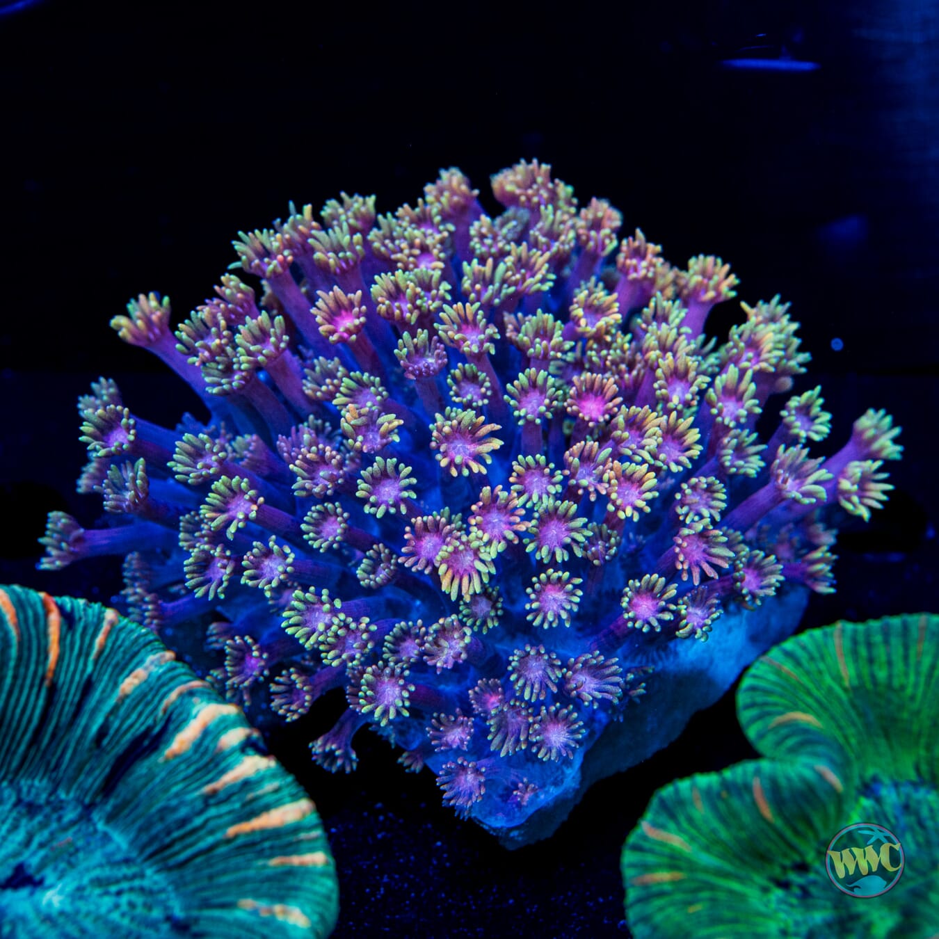 Sunflower Goniopora - Daylight Photo