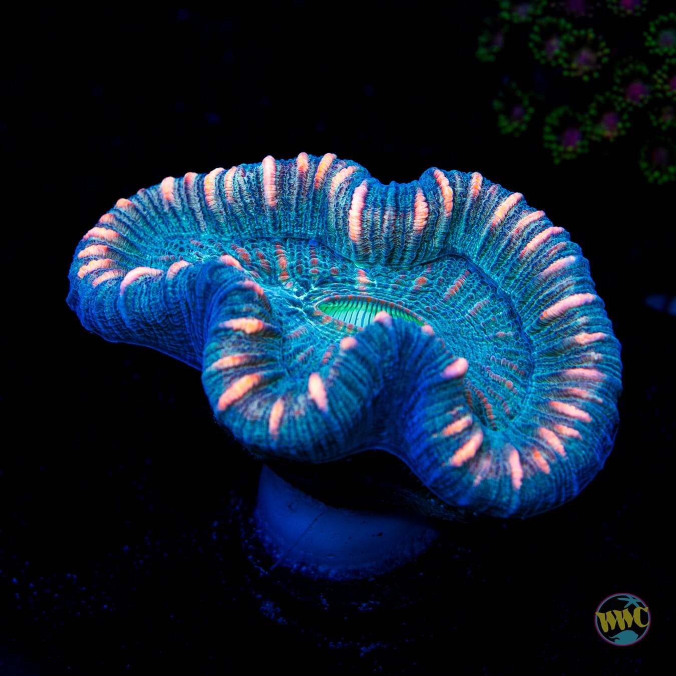 Pink Streak Trachyphyllia - Daylight Photo