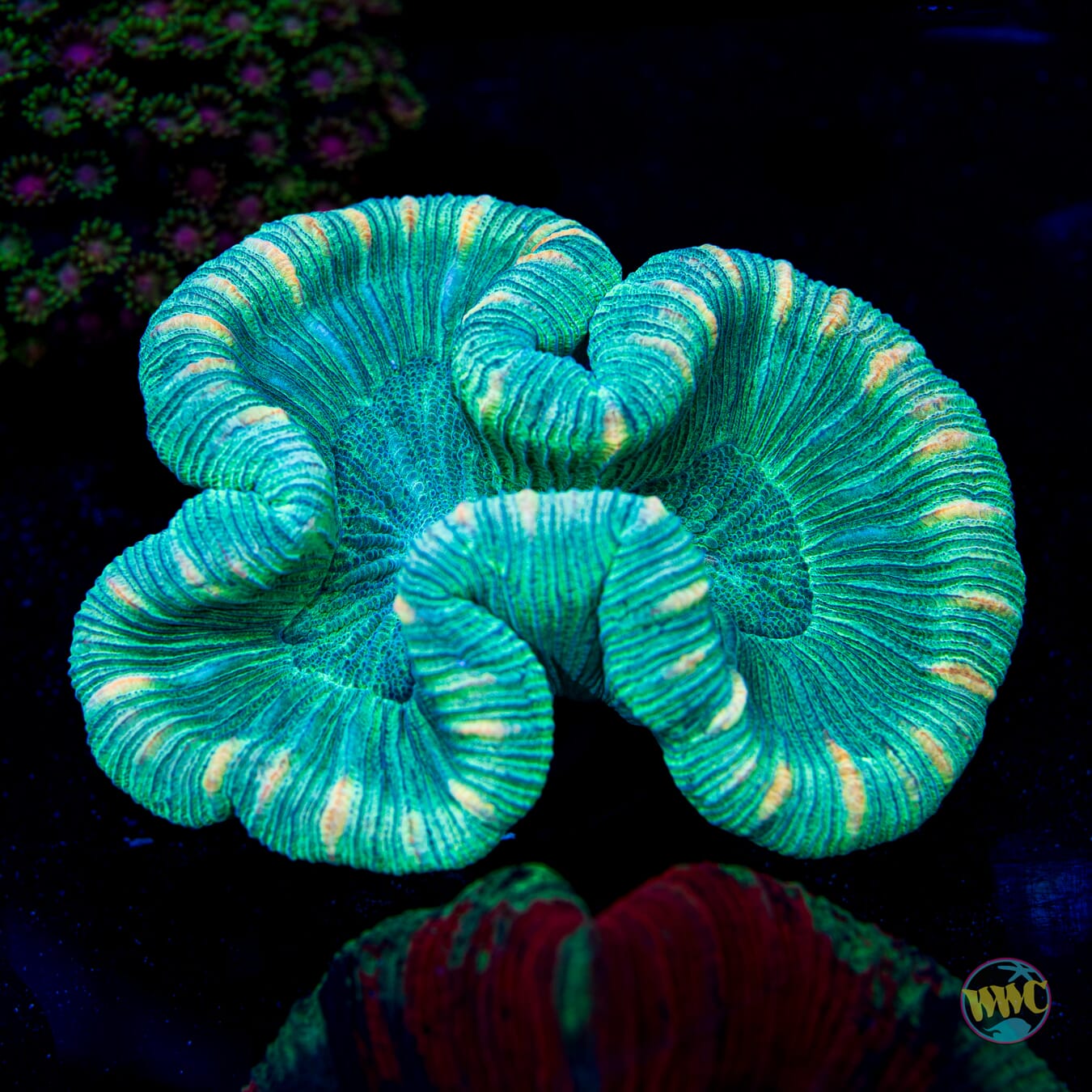 Pink Streak Trachyphyllia - Daylight Photo