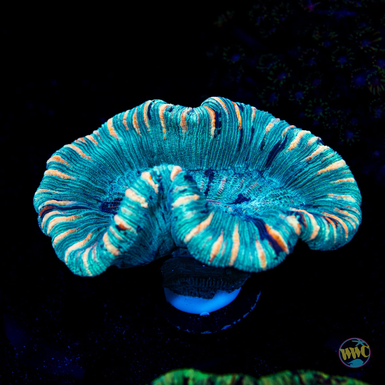 Tricolor Striped Trachphyllia - Daylight Photo