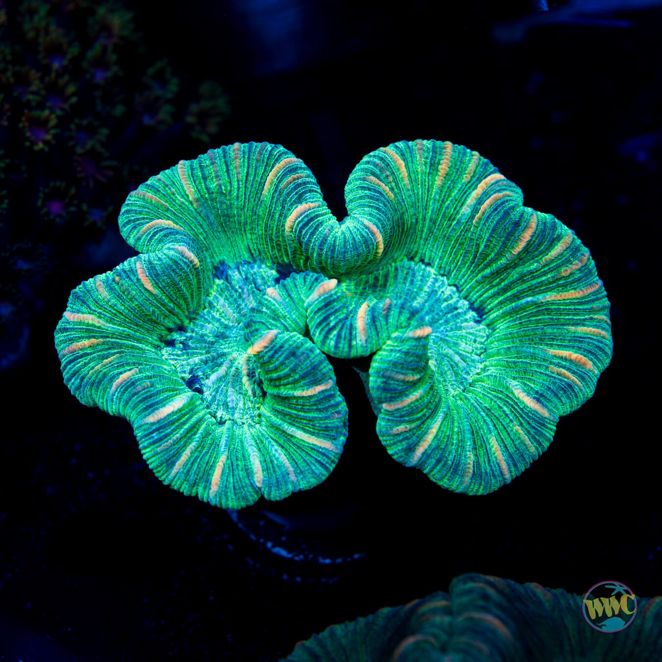 Bay Leaf Trachyphyllia - Daylight Photo