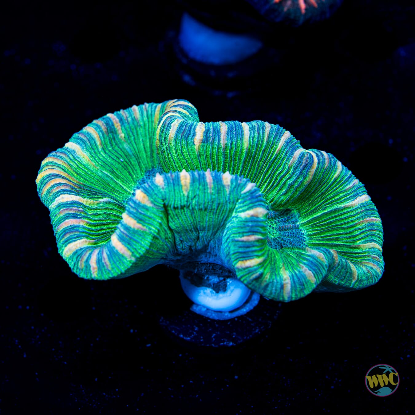 Evergreen Trachyphyllia - Daylight Photo