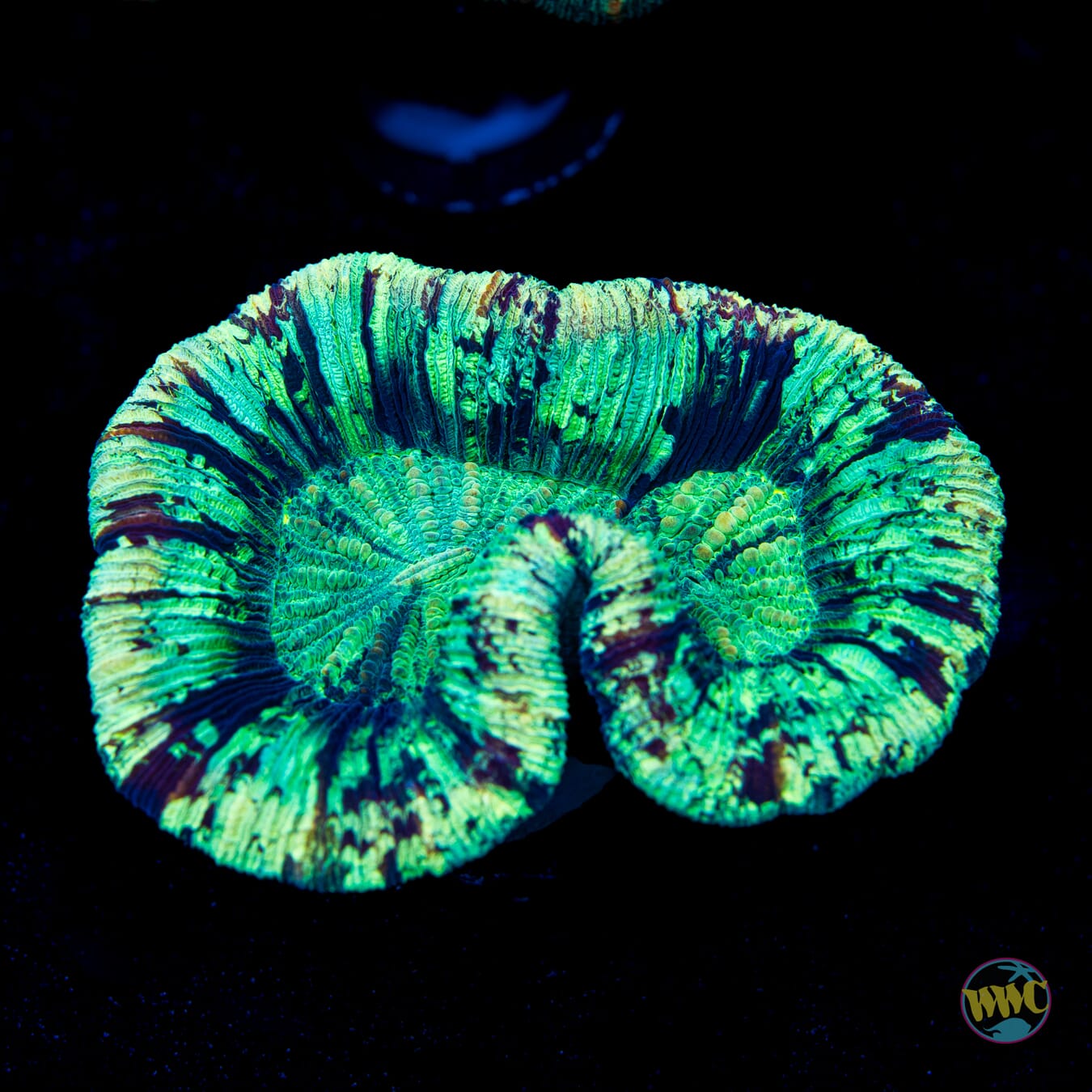  Mint Chip Trachyphyllia - Daylight Photo