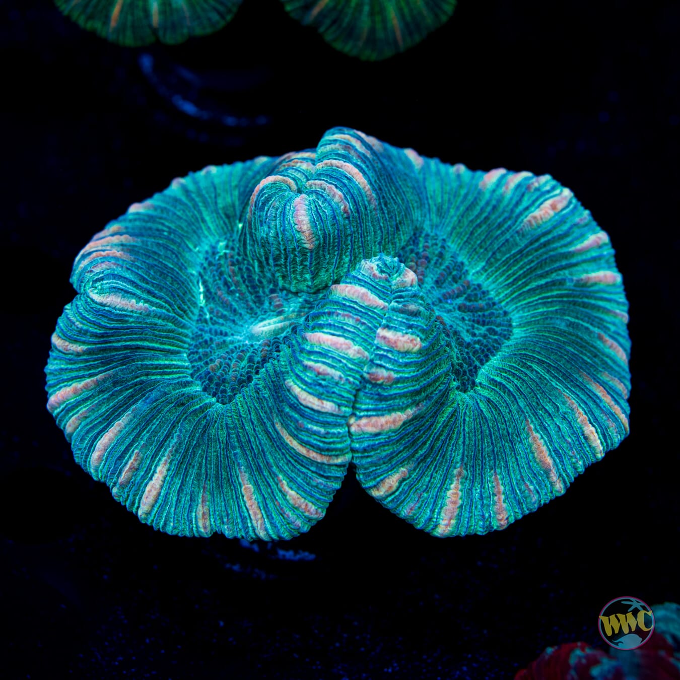 Teal Trachyphyllia - Daylight Photo