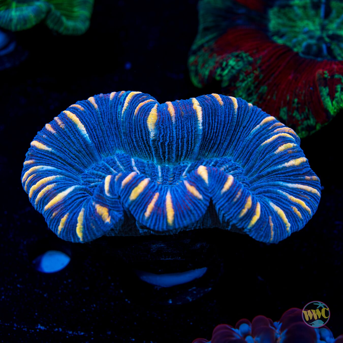 Vortex Trachyphyllia - Daylight Photo