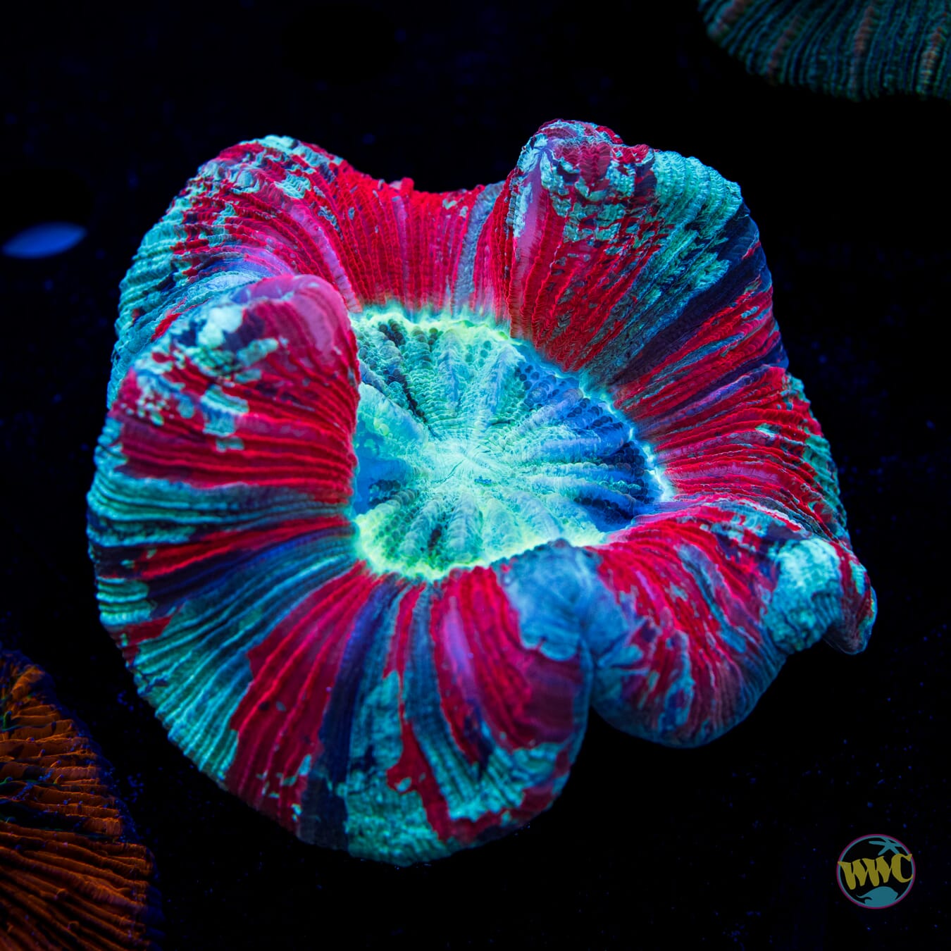 Blood Rush Trachyphyllia - Daylight Photo