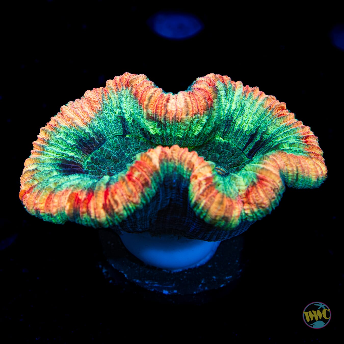 Peach Rim Trachyphyllia - Daylight Photo