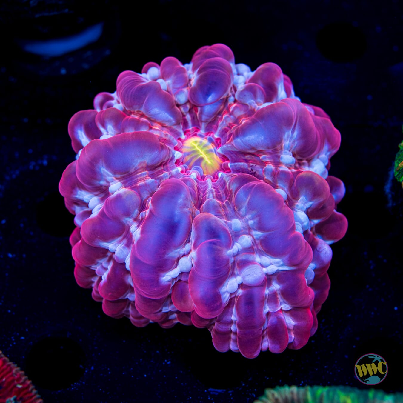 Crimson Cynarina - Daylight Photo